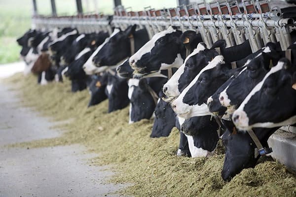 Passer un hiver serein avec vos ruminants !