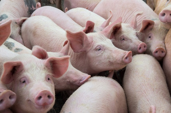 <strong>Bien-être animal en élevage de porcs</strong>