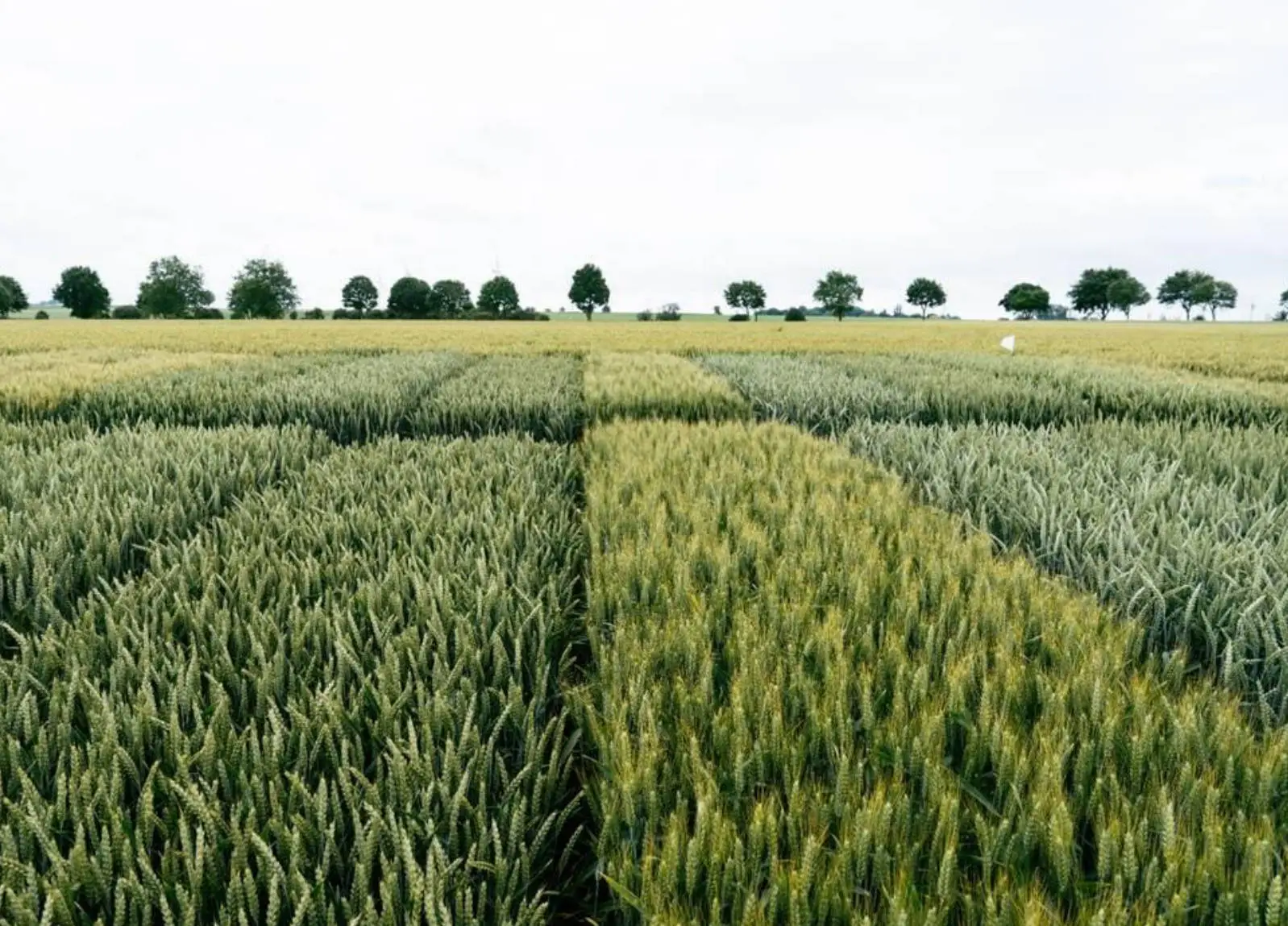 Préparez vos semis d’automne avec Unéal !