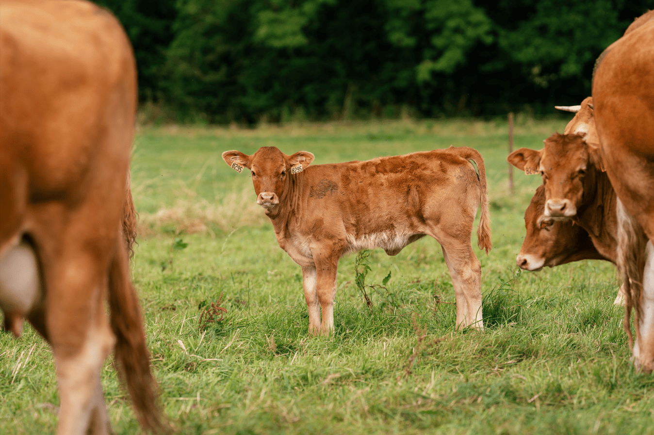 Compl&eacute;menter les broutards au p&acirc;turage : 3 raisons de ne pas laisser filer les kilos