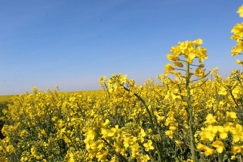 Colza 00 bas GES : comment progresser ?