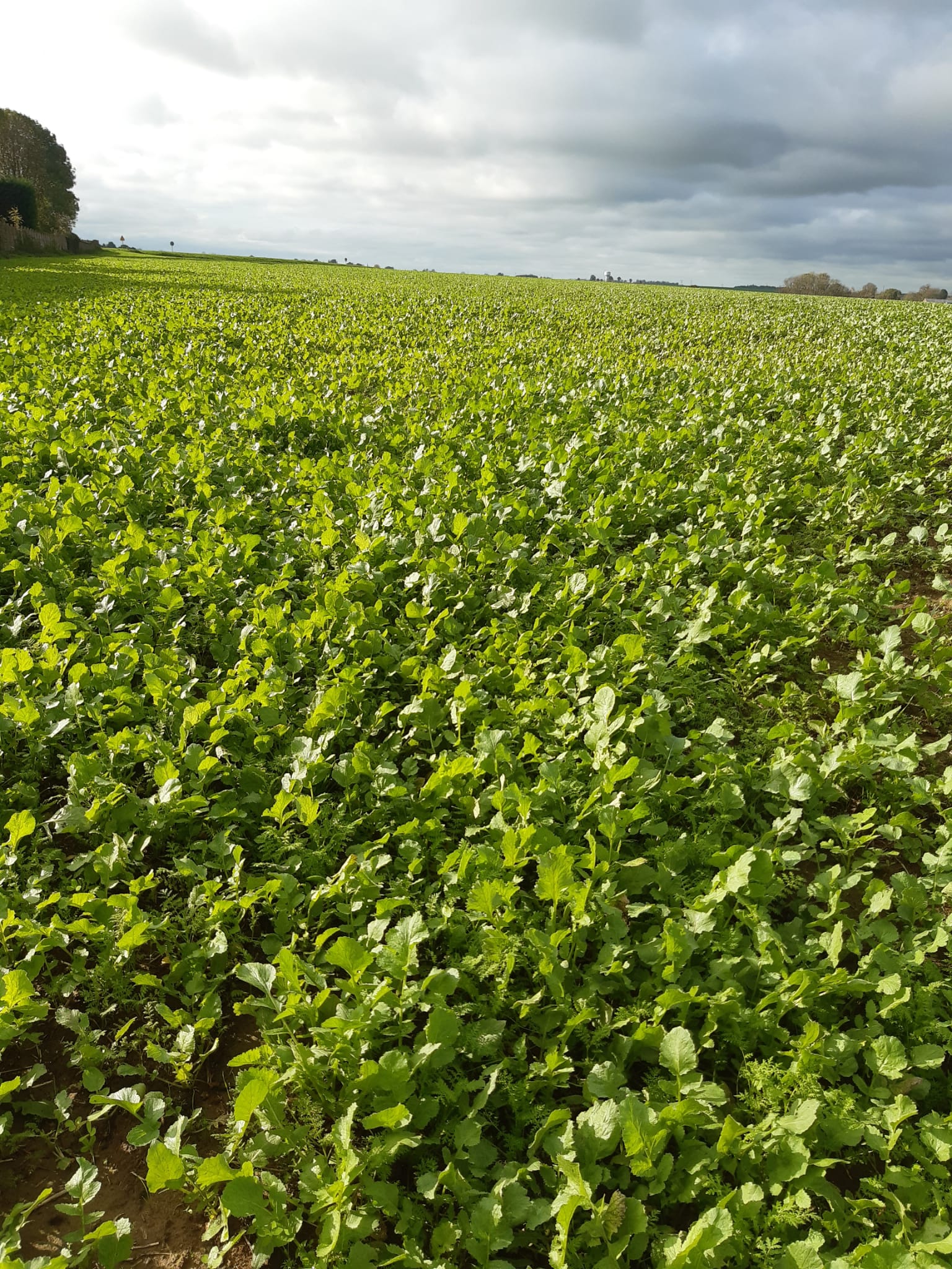 Comment optimiser la production d'azote de son couvert v&eacute;g&eacute;tal ?