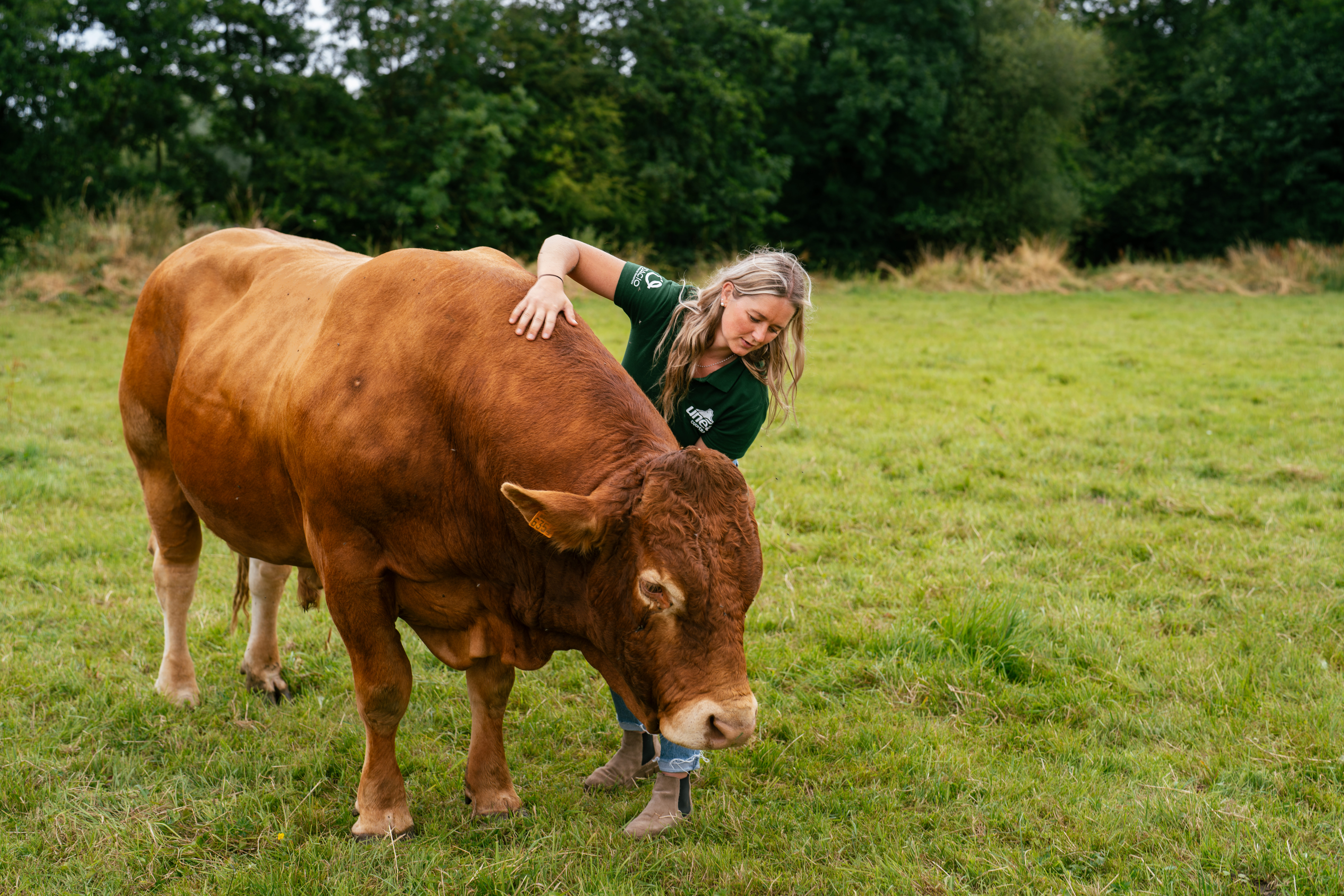 Bovins viande: Le démarrage et la croissance, phase clé pour atteindre un poids de carcasse