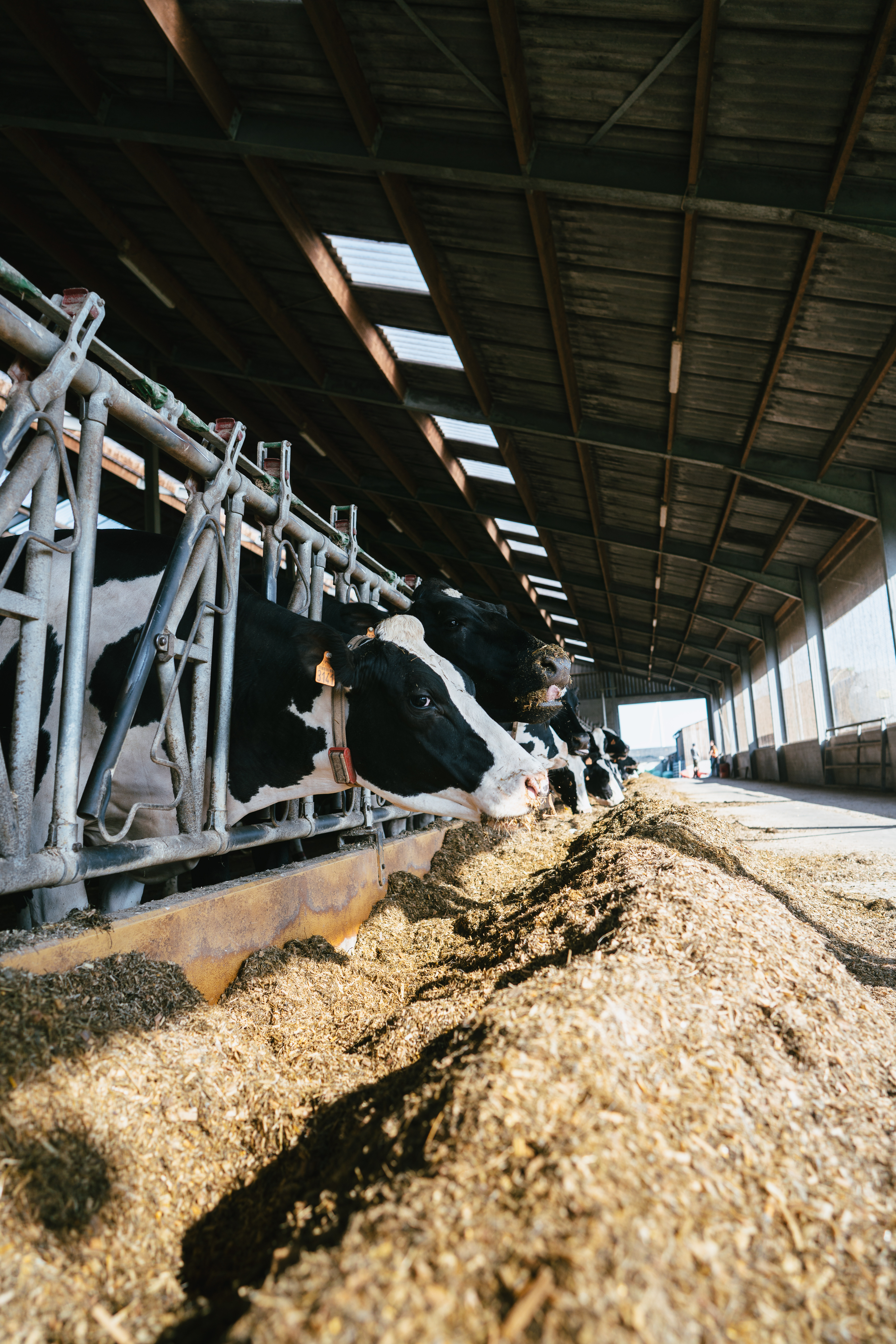 Bovins-lait : Equaliser cream, la solution contre les baisses de TB 