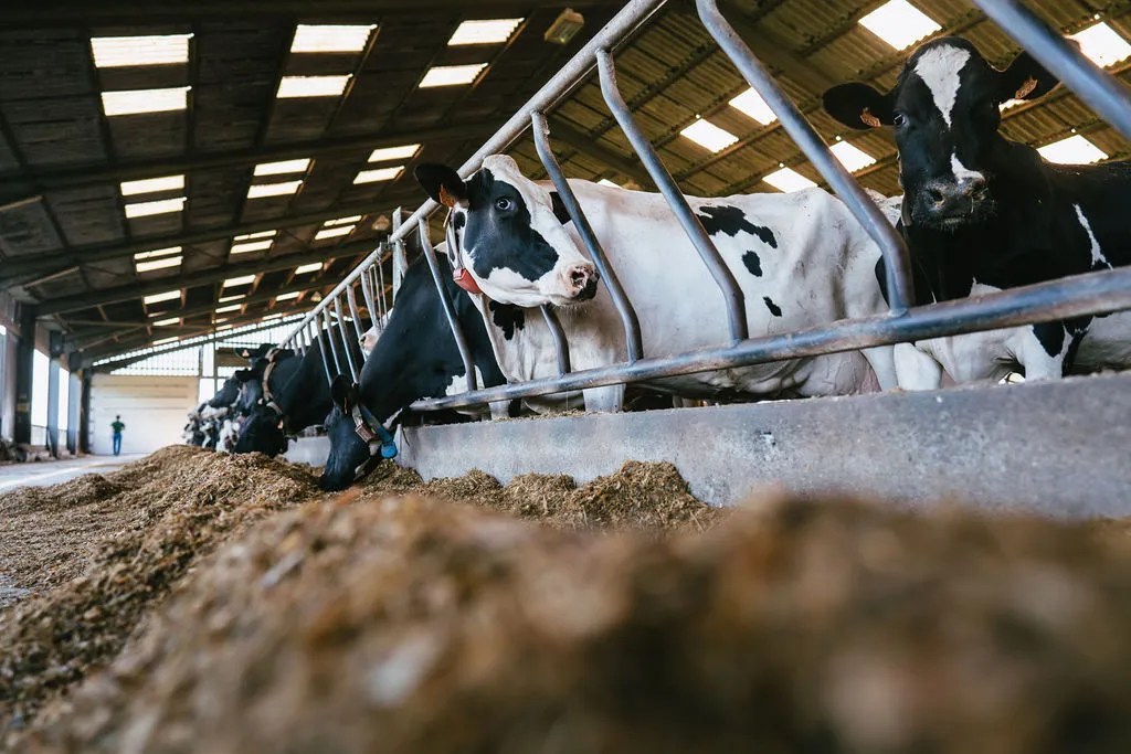 Bovins-lait : Minimiser le risque de chute du taux butyreux