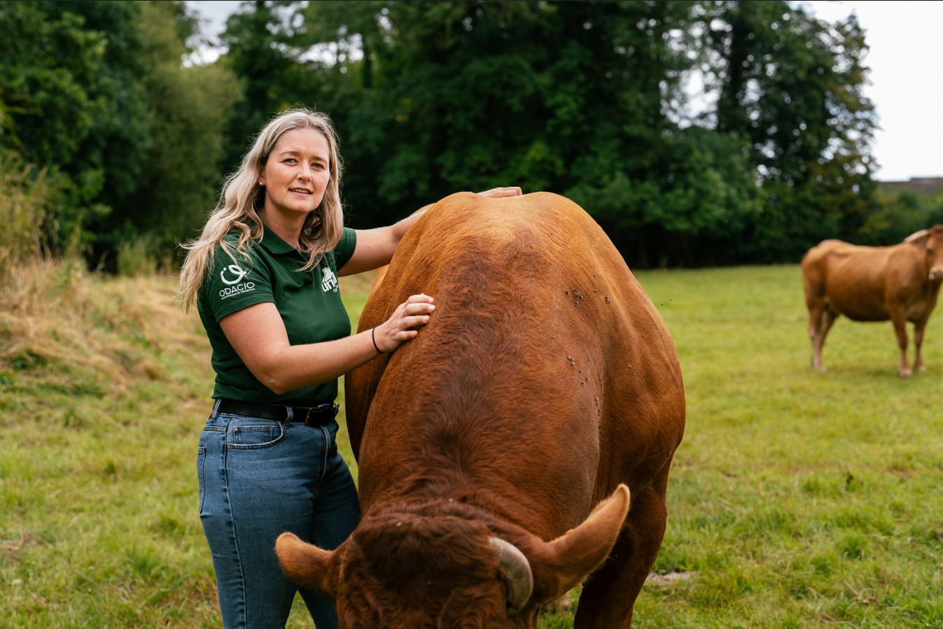 Bovins viande : Gérer le stress chez les bovins
