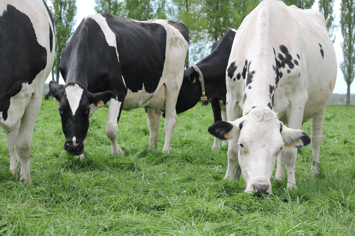G&eacute;rer et s&eacute;curiser la mise &agrave; l&rsquo;herbe 