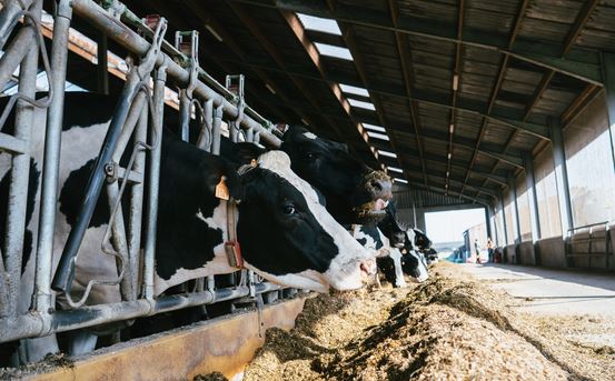 Bien gérer sa transition alimentaire en 5 points