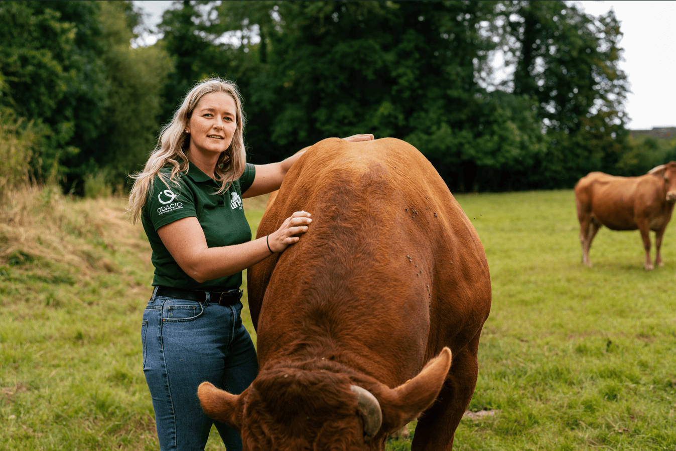 Bovins viande : G&eacute;rer le stress chez les bovins