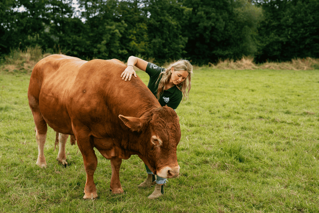 Qualit&eacute; de viande : comment la construire ? 