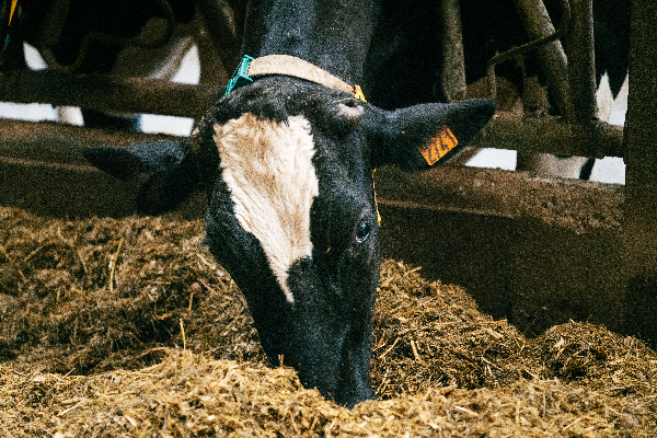 Génisse : comment optimiser l’alimentation lactée ? 