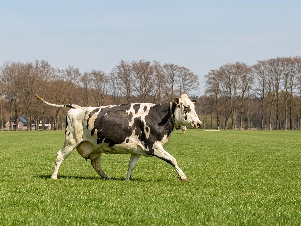 Alimentation solide des g&eacute;nisses : un levier cl&eacute; pour leur d&eacute;veloppement