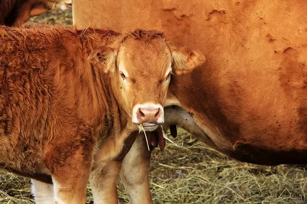   Bovins viande : La r&eacute;ussite du taurillon passe par la bonne gestion du veau sous la m&egrave;re