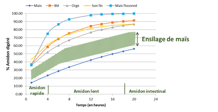 Vitesse de dégradation de l’amidon de plusieurs matières premières et fourrages. La vitesse de dégradation de l’amidon du maïs ensilage est variable : pensez à faire une analyse !