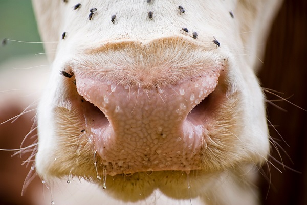 Comment lutter naturellement contre les mouches en élevage ?