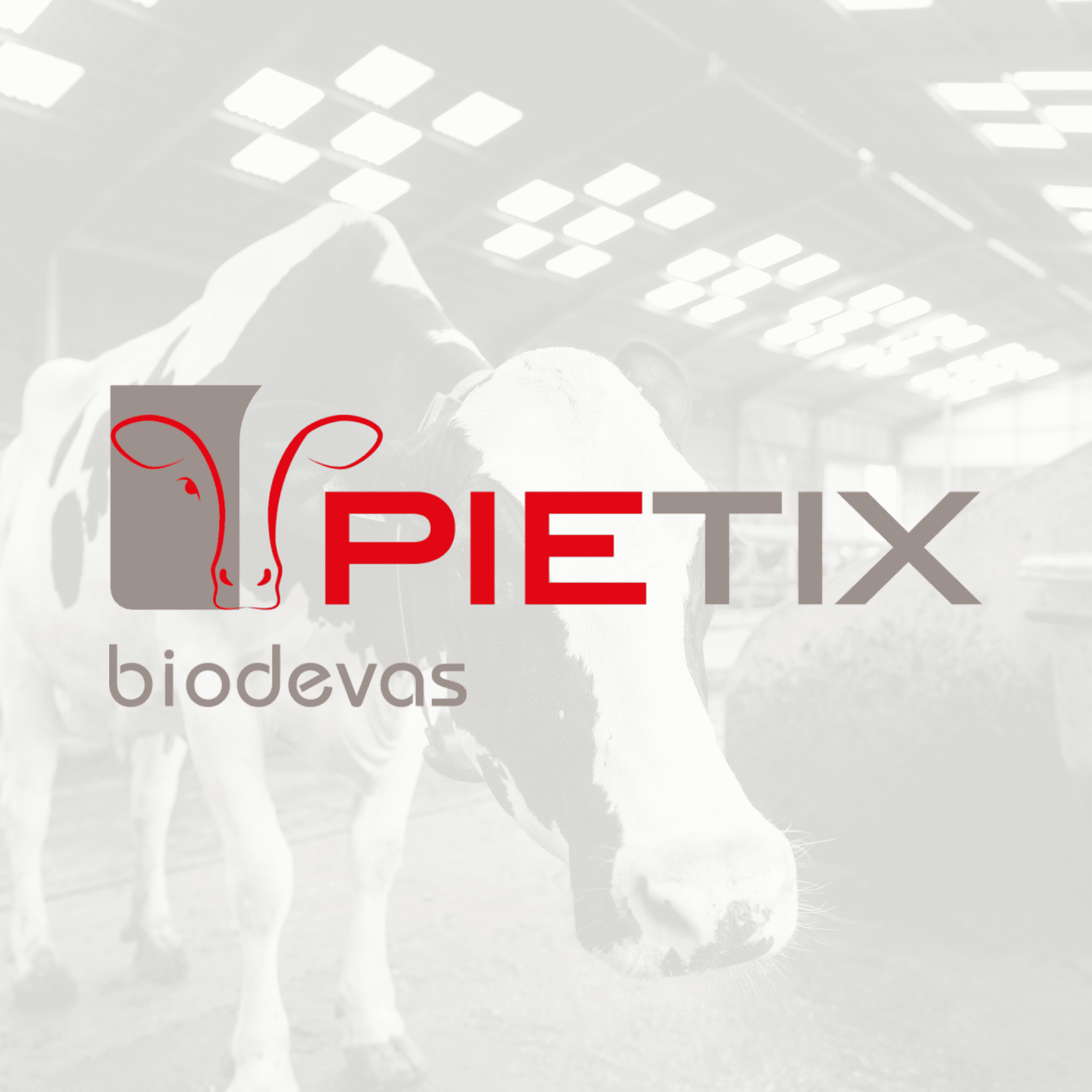 Mieux contr&ocirc;ler la dermatite digit&eacute;e en robot de traite gr&acirc;ce &agrave; une solution naturelle