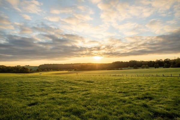 Comment améliorer la production d'herbe de sa prairie ?