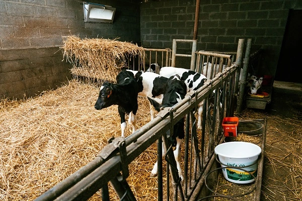 Immunité du veau : contrôler la qualité et quantité du colostrum 