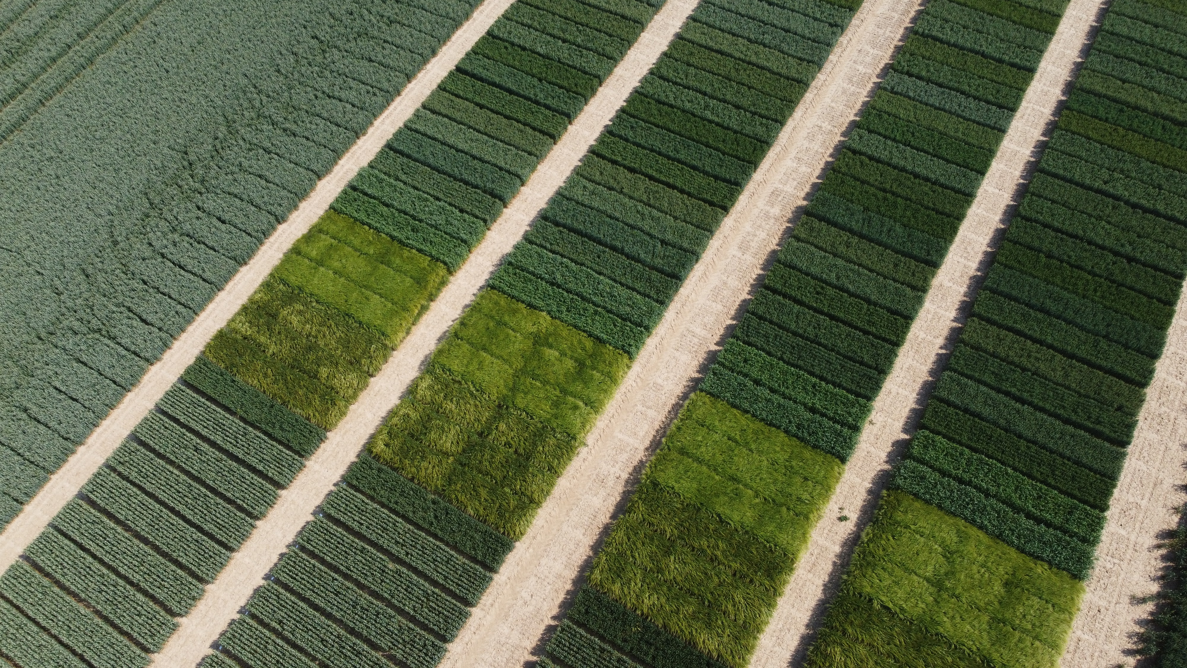 Cultures d'automne et de printemps : tous nos résultats d'essais 2023 !