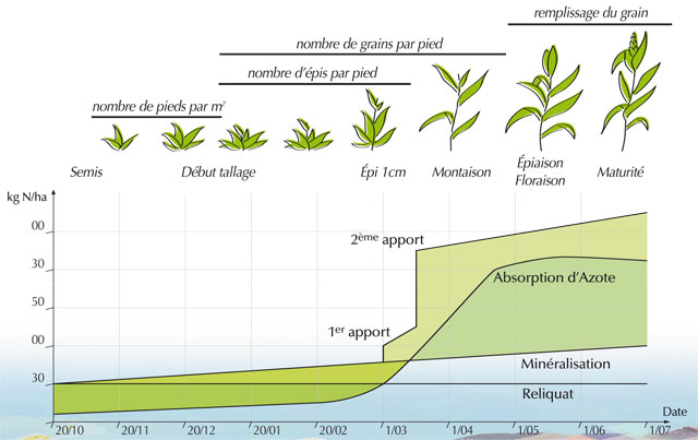 Source : Wiki Auréa