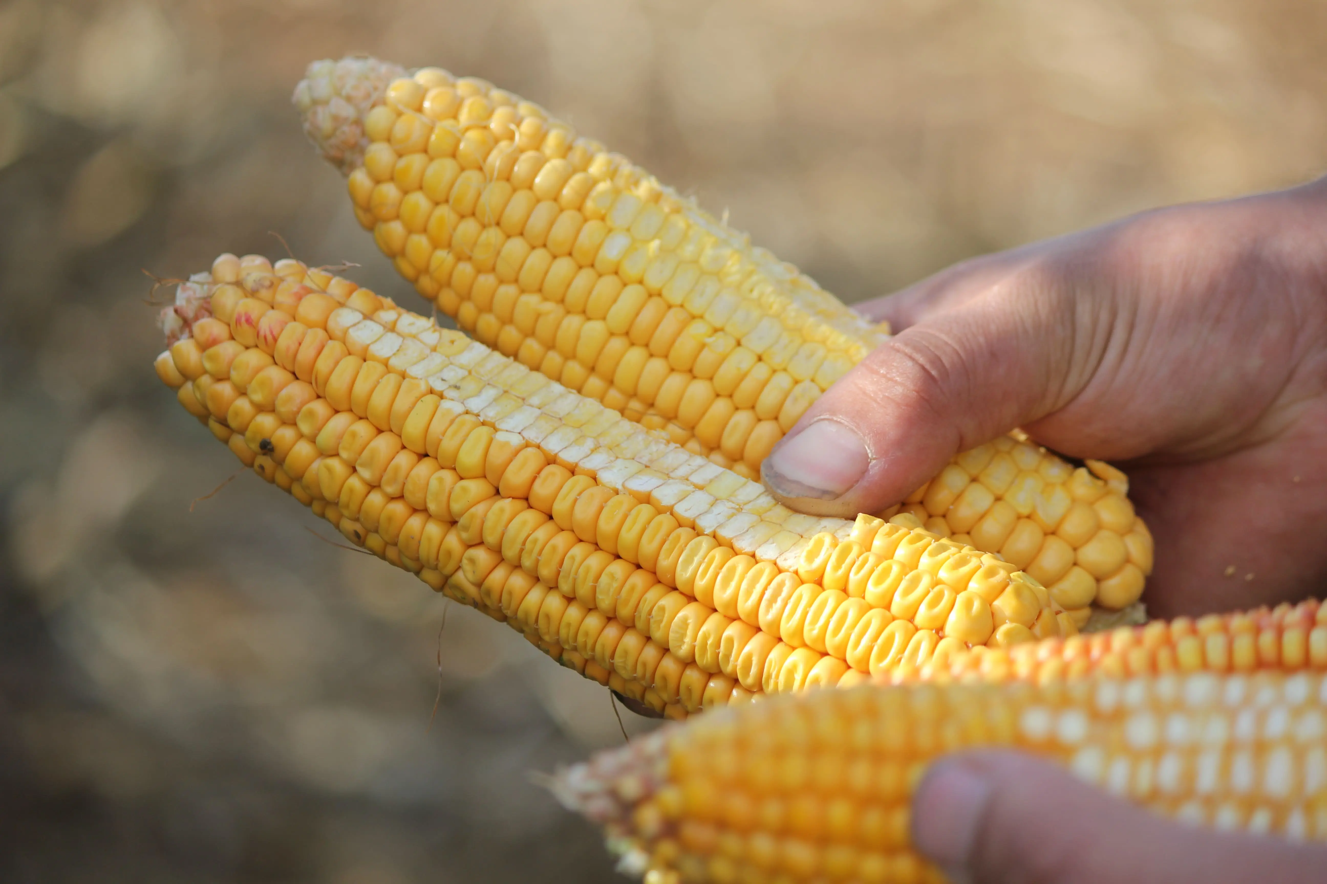 Bien choisir son ma&iuml;s et r&eacute;ussir sa r&eacute;colte