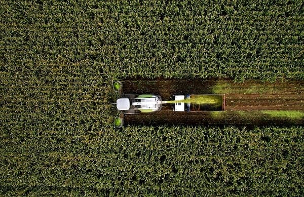 Ensilage : évaluer le rendement des maïs