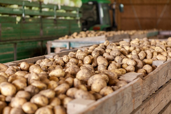 Pomme de terre : Souches mildiou résistantes